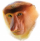 nosacz